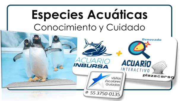 Acuario Inbursa VisitasEscolaresGuiadas.com