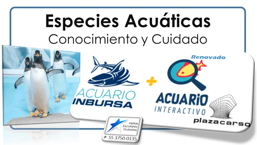 Acuario Inbursa VisitasEscolaresGuiadas.com